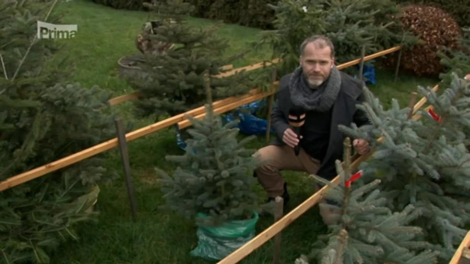 3. 12. 2017 ZPRÁVY: NA LESNÍCH PLANTÁŽÍCH ZAČALO ŘEZÁNÍ VÁNOČNÍCH STROMKŮ
